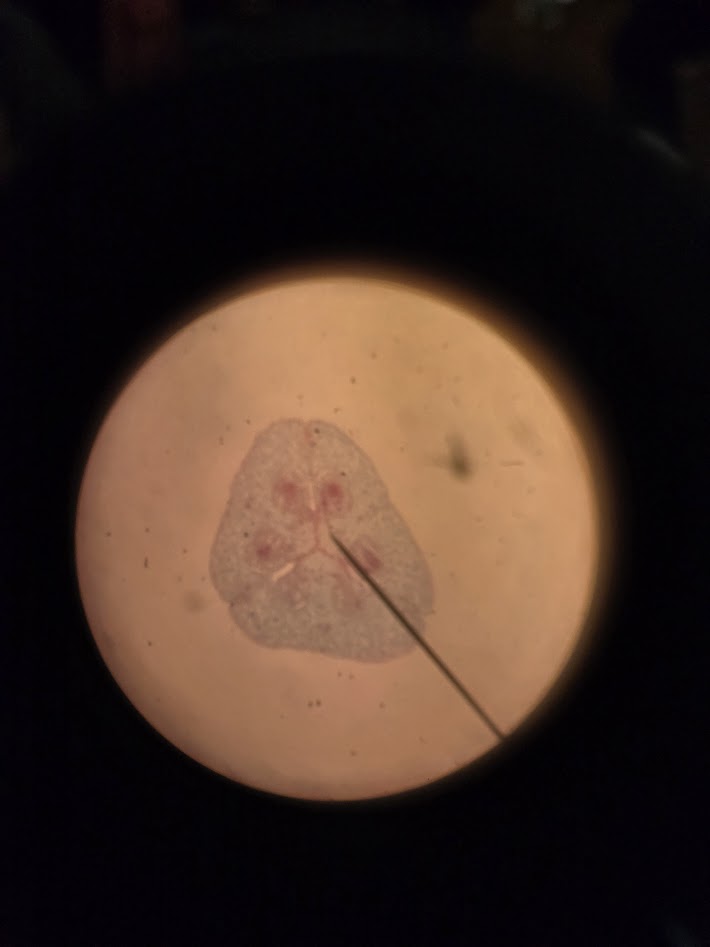 <ol><li><p>what is the structure?</p></li><li><p>what is the ploidy?</p></li><li><p>what are the red circles inside?</p></li></ol><p></p>