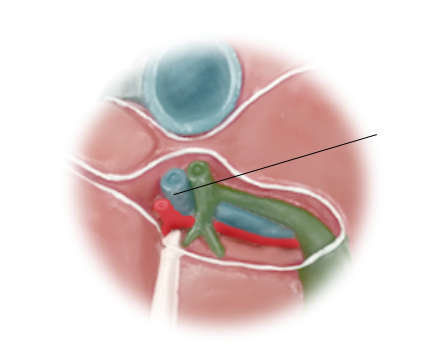 <p>Name the structure</p>