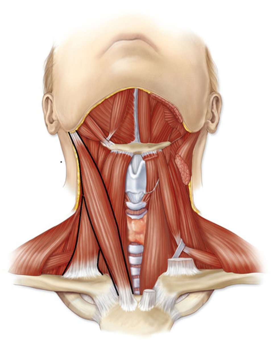 <p>sternocleidomastoid insertion</p>