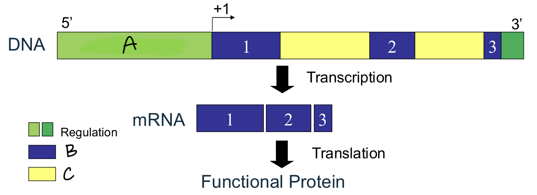 <p>C</p>
