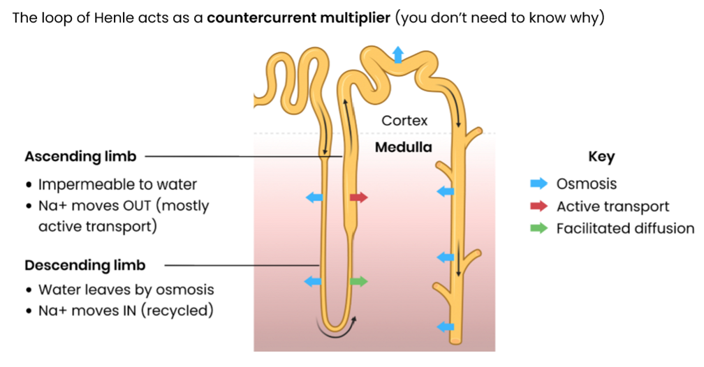 <ol><li><p>In the ascending limb: </p></li></ol><ul><li><p>Na<sup>+</sup> actively transported out (so filtrate concentration decreases)</p></li><li><p>water remains as ascending limb is impermeable to water </p></li><li><p>this increases the concentration of Na<sup>+</sup> in the medulla, lowering water potential </p></li></ul><ol start="2"><li><p>In the descending limb: </p></li></ol><ul><li><p>water moves out by osmosis then reabsorbed by capillaries (so filtrate concentration increases) </p></li><li><p>Na<sup>+</sup> ‘recycled’ → diffuses back in </p></li></ul><p></p>