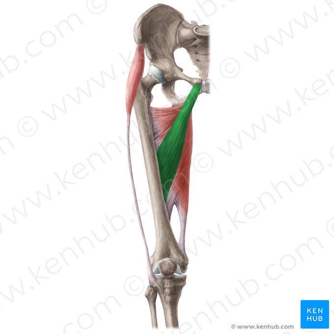 <p>What are the ACTIONS of the Adductor Longus?</p>