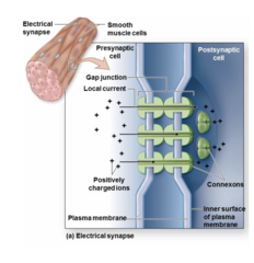 <p>- Synapses that transmit information via the direct flow of electrical current at gap junctions.</p><p>- Contain connexin</p>
