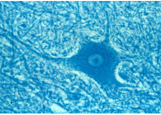 <p>identify the stucture and its features</p>