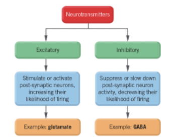 <p>Main excitatory&nbsp;neurotransmitter in the Nervous System is Glutamate.&nbsp; </p><p>Excitatory effect: when neurotransmitter increases likelihood of  postsynaptic neuron firing an action potential.&nbsp; They enhance neural transmission along neural pathways by activating&nbsp;postsynaptic neurons.&nbsp;</p>