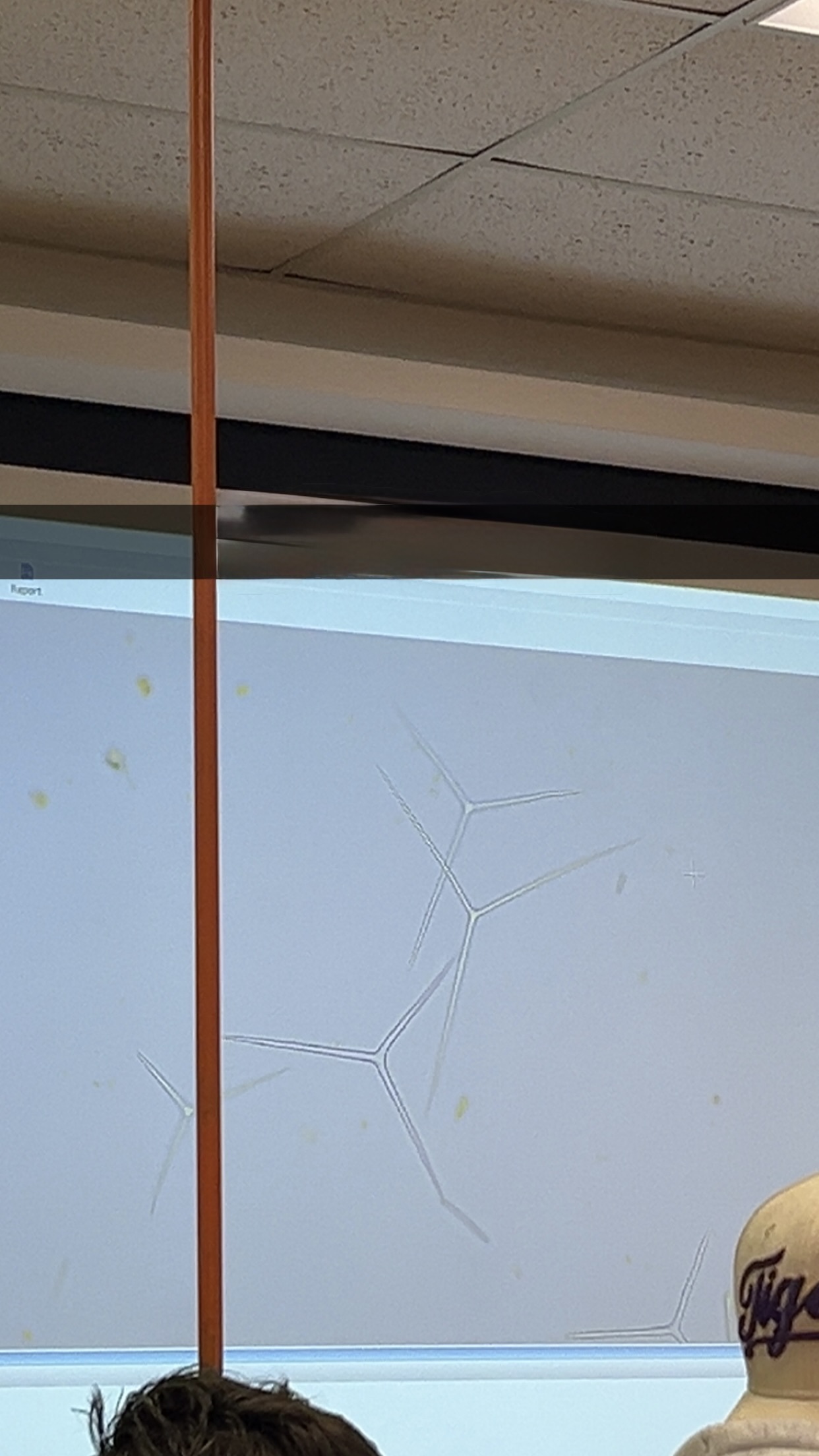 <p>what are these and what is its phylum </p>