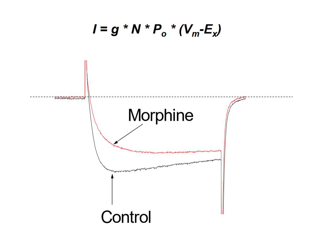 <p>morphine = Gi coupled</p><p>suppresses Po</p>