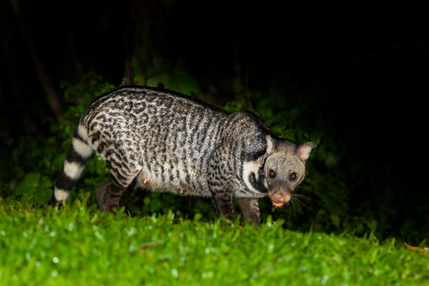 <p>grey to brown, black spots on body, black and white stripes on neck, black rings on tail, long pointed faces</p>
