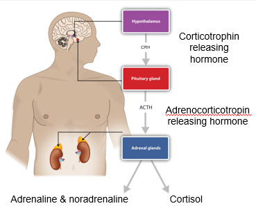 <ul><li><p>Hypothalamic-pituitary-adrenal axis </p><ul><li><p>hypothalamus → in forebrain </p></li><li><p>pituitary gland → below hypothalamus </p></li><li><p>adrenal glands → above kidneys </p></li></ul></li><li><p>together regulate stress response, mood, immune function and metabolism </p></li><li><p>hypothalamus → (corticotrophin releasing hormone) → pituitary gland → (adrenocorticotroin releasing hormone) → adrenal glands → (cortisol, adrenaline, noradrenaline) </p></li></ul><p></p>