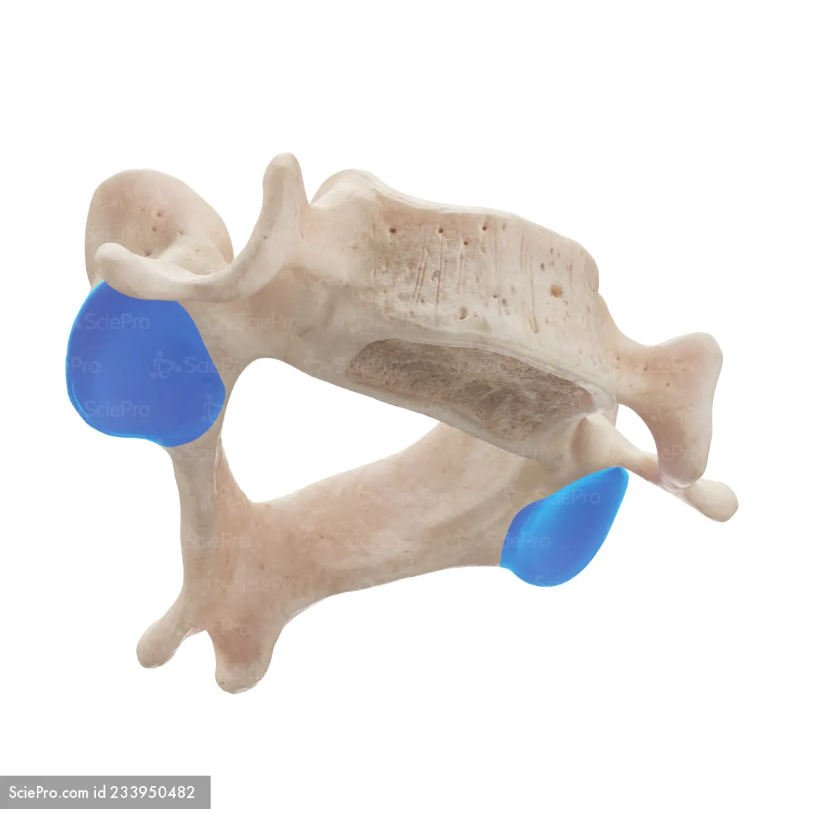 <p>What process of the vertebrae is this?</p>