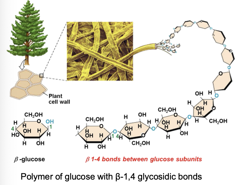 <p>• Cellulose is the most abundant polymer on the planet.</p><p class="p1">• Linear polysaccharide</p><p class="p1">• Differs from starch (β-glucose rather than α-glucose)</p><p class="p1">• More chemically stable than starch</p><p class="p1">• Major structure of plant cell walls</p><p class="p1">• Chains are grouped together as <strong>microfibrils</strong>.</p><p class="p1">• Microfibrils bundle as fibrils.</p>