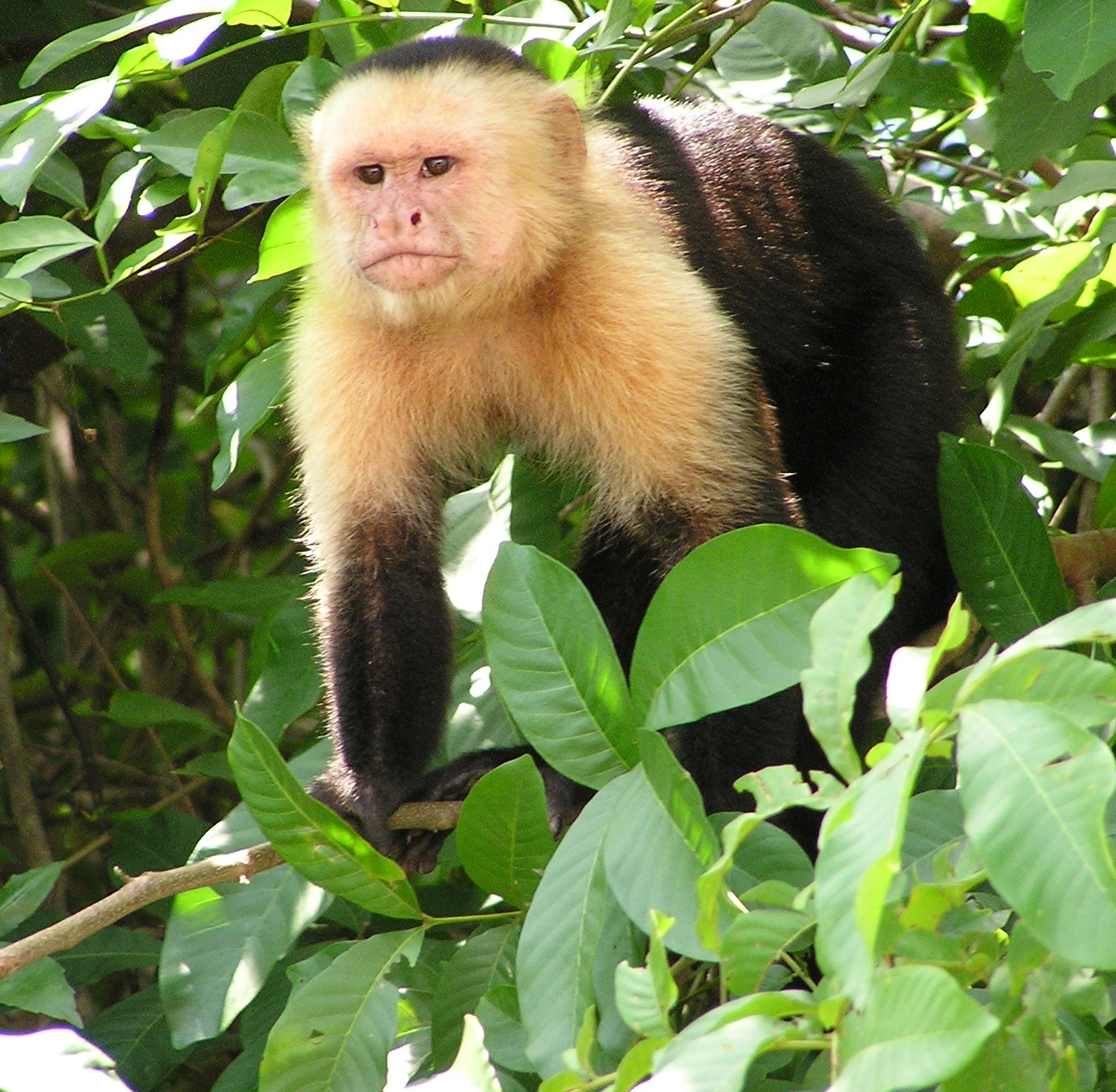 <p>describe fairness/morality in capuchins</p>