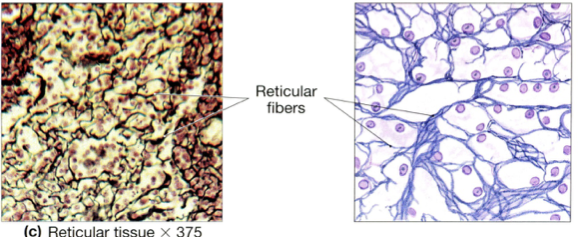 <p>Reticular Tissue Functions (Loose connective tissue)</p>