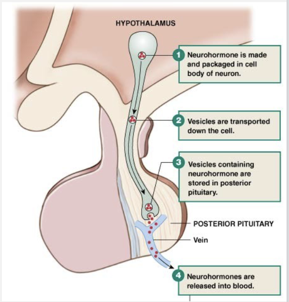 <p><strong>Hypothalamus</strong></p><ul><li><p>Neurocrines- produced by neurons, released into blood</p></li><li><p>Hormones</p></li></ul><p><strong>Posterior Pituitary</strong></p><ul><li><p>Releases hypothalamic neurocrines</p></li><li><p>not a true endocrine gland because it does not produce a hormone, but it’s still treated like an endocrine gland</p></li></ul><p><strong>Anterior Pituitary</strong></p><ul><li><p>Responds to trophic hormones from hypothalamus</p></li><li><p>true endocrine gland because it produces and responds to hormones</p></li></ul><p></p>