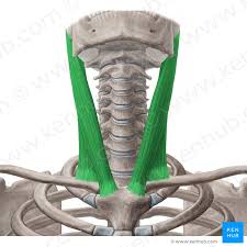 <p>Sternocleidomastoid</p>