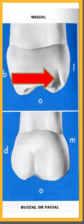 <p>can very easily see the cusp of carabelli from this view</p><p>Buccopalatal measurement of the crown is greater than when measured distally</p>