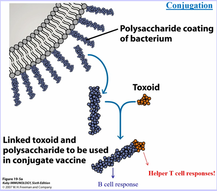 <ul><li><p>vaccine given during early age</p></li><li><p>type of strain is determined by polysaccharide coating the bacterium (antigen used for vaccinations) </p></li><li><p>polysaccharides don’t fit into MHC molecules, meaning T cell help doesn’t occur</p><ul><li><p>produces a IgM antibody response, which is less effective</p></li></ul></li><li><p>conjugate vaccine → take tetanus toxoid (already vaccinated against) and combine it with the polysaccharide, allowing it to be presented by MHC and induce T cell help </p><ul><li><p>produces IgG response </p></li></ul></li></ul><p></p>