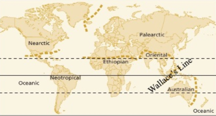 <p>Consistent climate of Tropical rainforest (India, Middle east, Maylasia) 50 families, 5 endemic. Not isolated</p>