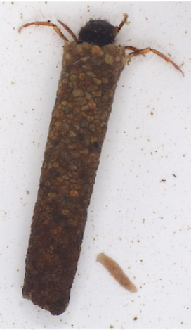 <p>Smooth, neat case of sand grains; case slightly curved; dark brown/black head;</p><p>end of case with neat central hole</p>