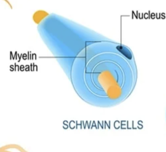 <p>What is myelin?</p>