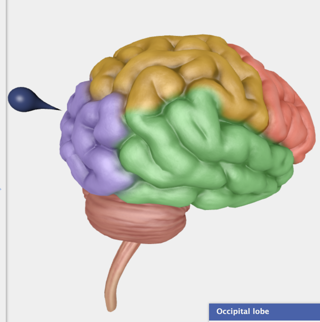 <p>Nakkelappen/occipitallappen sidder bagerst i hjernen. Den er hjernens primære synscenter og bearbejder alt visuel information fra øjnene. </p>