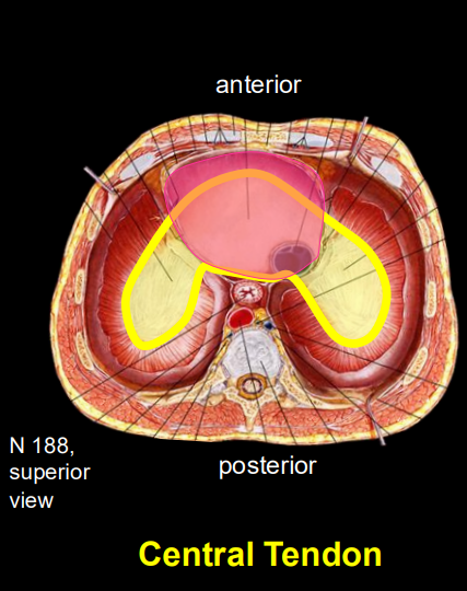 <p>strong, flat center of the diaphragm</p>