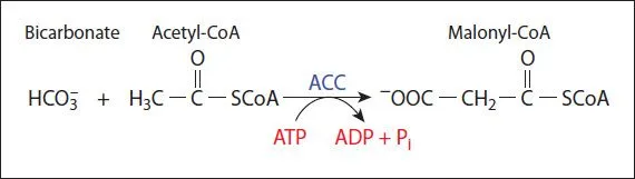<p>CO2 -(biotin carboxylase + acetyl-CoA carboxylase)-> acetyl-CoA -(transcarboxylase)-> malonyl CoA</p><p></p><figure data-type="blockquoteFigure"><div><blockquote><p class="font-claude-response-body break-words whitespace-normal leading-[1.7]">Acetyl CoA + HCO₃⁻ + ATP → Malonyl CoA + ADP + Pᵢ + H₂O</p></blockquote><figcaption></figcaption></div></figure><p class="font-claude-response-body break-words whitespace-normal leading-[1.7]"></p>
