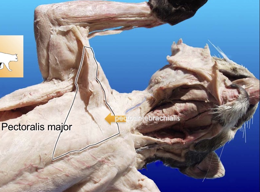 <p>Pectoralis major</p><p>action: flexes and adducts humerus</p><p>s: clavo-deltoid</p><p>a: acromio-deltoid</p>