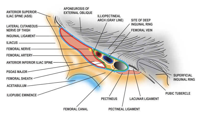 <p>             (Anterior)</p><p>     Inguinal Ligament</p><p>            ───────</p><p> Medial                  Lateral</p><p>Lacunar Lig.        Femoral Vein</p><p>     │                   │</p><p>     │       ○           │   ← Femoral ring</p><p>     │                   │</p><p>        Pectineal Line</p><p>      + Pectineus Muscle</p><p>           (Posterior).</p>
