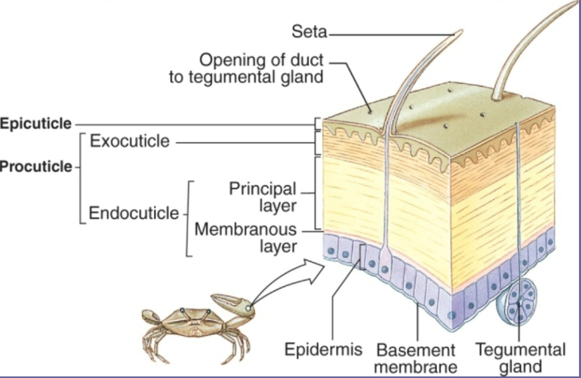 <p>epicuticle- proteins and lipids </p><p>procuticle- polysaccharide chiton and proteins </p>