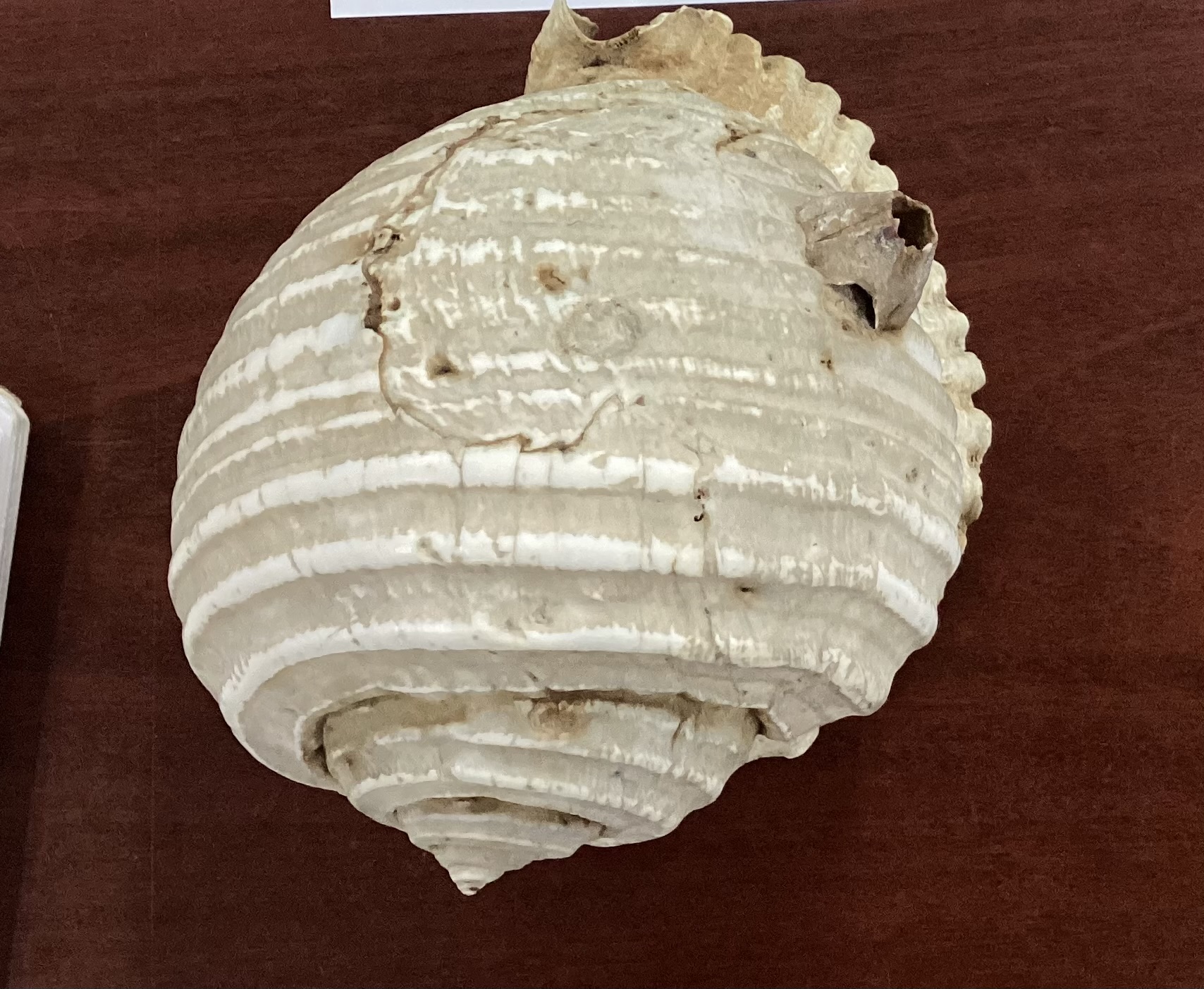 <p><strong>FILO<br>CLASE</strong><br><strong>SUBCLASE</strong><br><strong>ORDEN</strong><br><strong>FAMILIA</strong><br><strong>GÉNERO</strong><br><strong>NOMBRE COMÚN<br>CARACTERÍSTICAS</strong><br><strong>RÁDULA<br>ALIMENTACIÓN <br>HÁBITAT</strong></p>