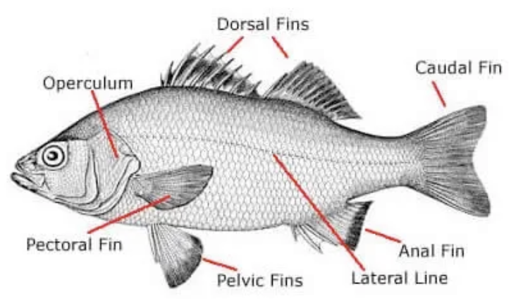 <p>NODE</p><p>bony fish</p><p>lungs/swimbladder form from gut</p><p>terminal mouth</p><p>neurocranium</p>