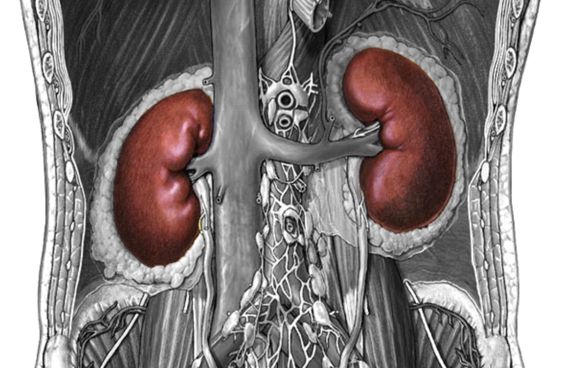 <p>Which part of urinary system:</p><ul><li><p>Bean-shaped and on sides of spine</p></li></ul><p></p>