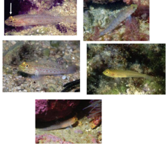 <p>Yellow-mouthed goby</p>