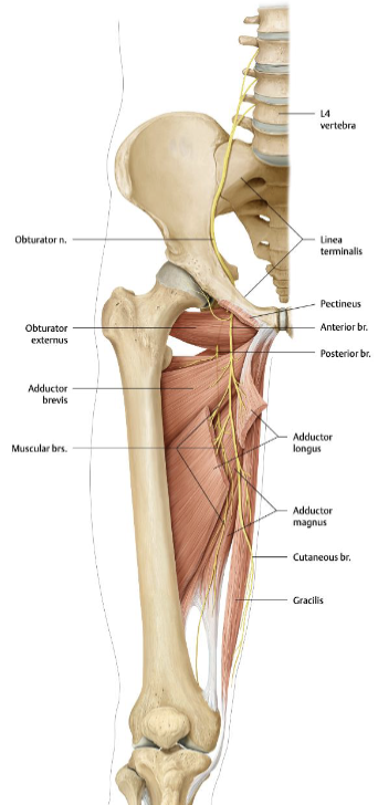 <ul><li><p>The obturator nerve passes through the <strong>obturator foramen</strong></p></li></ul><ul><li><p>supplies the <strong>medial thigh compartment</strong></p></li><li><p>injury causes <strong>weak thigh adduction</strong> plus sensory loss to the <strong>medial thigh</strong>. it can be affected by pelvic pathology such as a <strong>pelvic/ovarian tumor</strong>.</p></li></ul><p></p>