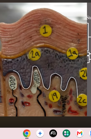<p>What layer of the epidermis is this? (under the little black dots )</p>