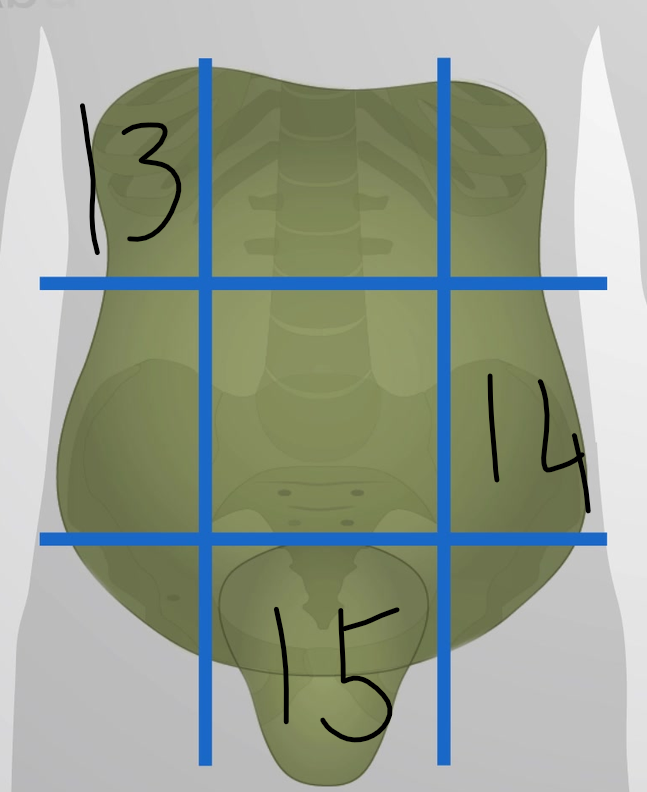 <p>name an organ from quadrant 15</p>