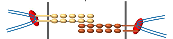 <p>Protein kinase (PKCa) is a signal that acts on desmosomes, causing the desmoglein and desmocolin to form a weaker bond and become Ca dependent when </p>