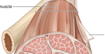 <p>Muscle covering</p>