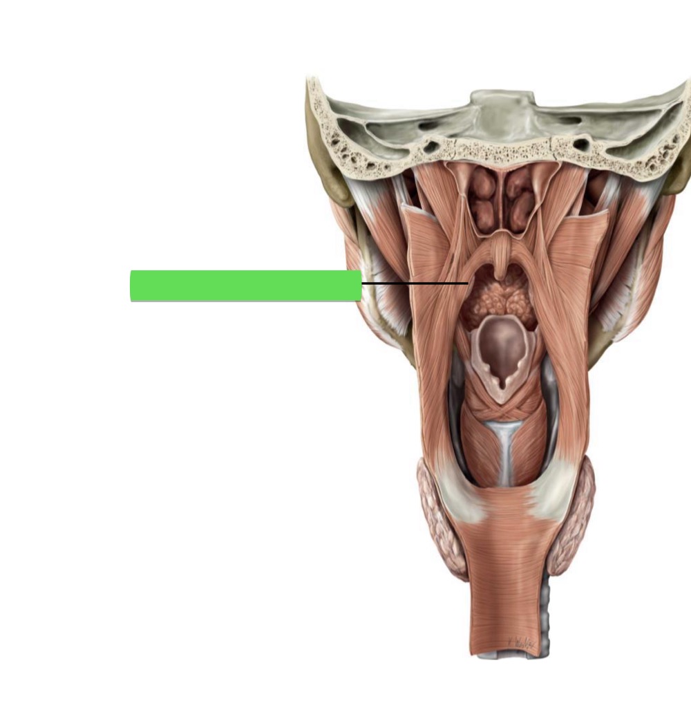 <p>Name the muscle, origin, insertion, innervation, action</p>