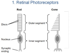<p>RODS</p><p>- poor visual acuity</p><p>- many rod cells synapse with single sensory neurone</p><p>- single set of impulses to brain</p><p>CONES: </p><p>- high visual acuity</p><p>- each cone cell synapses with a single sensory neurone</p><p>- separate sets of impulses to the brain</p>