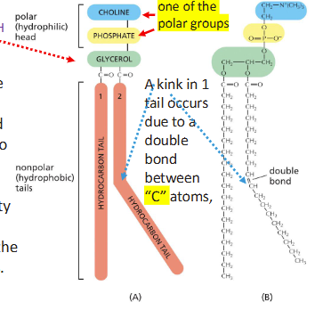 <p>Phosphatidylcholine </p><ul><li><p>Hydrophilic head</p><ul><li><p>Choline linked to a phosphate group</p></li></ul></li><li><p>Glycerol </p><ul><li><p>linking head and tail</p></li></ul></li><li><p>Hydrophobic tails</p><ul><li><p>2 hydrocarbon tails, one with a KINK (C=C) </p></li></ul></li></ul><p></p>