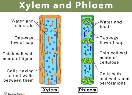 <p><span style="background-color: transparent;">Evolution of Vascular Tissue</span></p><ul><li><p><span style="background-color: transparent;">Xylem</span></p><ul><li><p><span style="background-color: transparent;">Conducts <strong>water </strong>and <strong>minerals&nbsp;</strong></span></p></li><li><p><span style="background-color: transparent;">Contains lignin for <strong>structural support </strong>(plants can <strong>grow taller</strong>)<strong>&nbsp;</strong></span></p></li></ul></li><li><p><span style="background-color: transparent;">Phloem</span></p><ul><li><p><span style="background-color: transparent;">Conducts <strong>sugars </strong>in <strong>organic compounds&nbsp;</strong></span></p></li></ul></li></ul><p></p>
