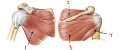 <p>What muscle is labeled 3?</p>