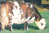 <p>welk type koe is dit</p>