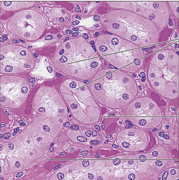 <p>what is the name of this tissue?</p>
