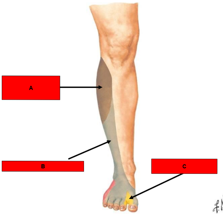 <p>What is indicated by A?</p>