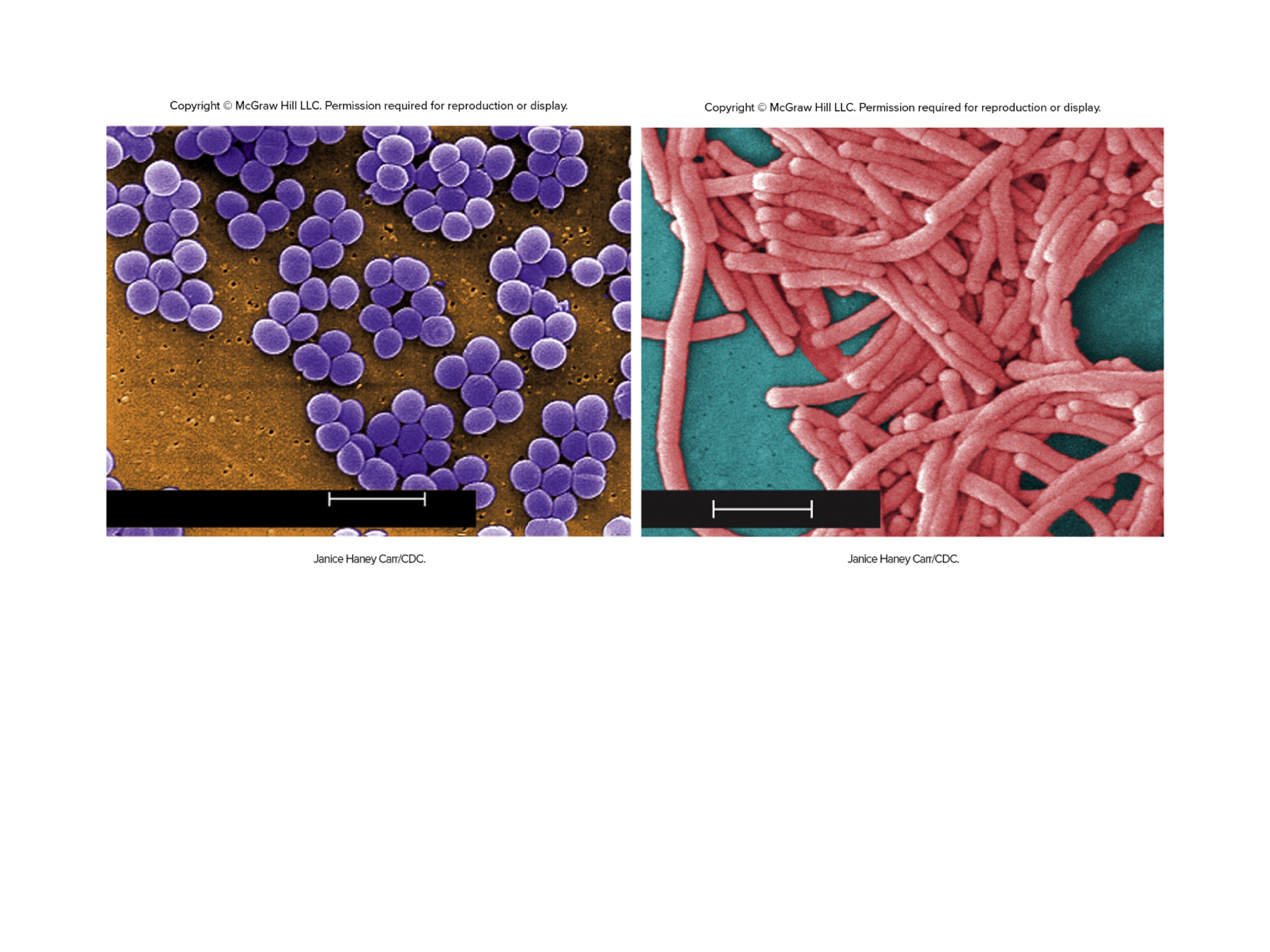 <p>The two most common bacterial cell shapes are ___ and ___ both shown here</p>