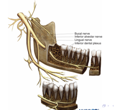 <p>an opening that serves as the entry point for the inferior alveolar nerve and vessels </p><p>vessels supply blood to the lower teeth and surrounding bone </p>