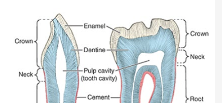 <ul><li><p>contains connective tissue, blood vessels, &amp; nerves</p></li></ul><p></p>